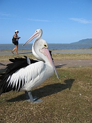 206 Cairns Esplanade